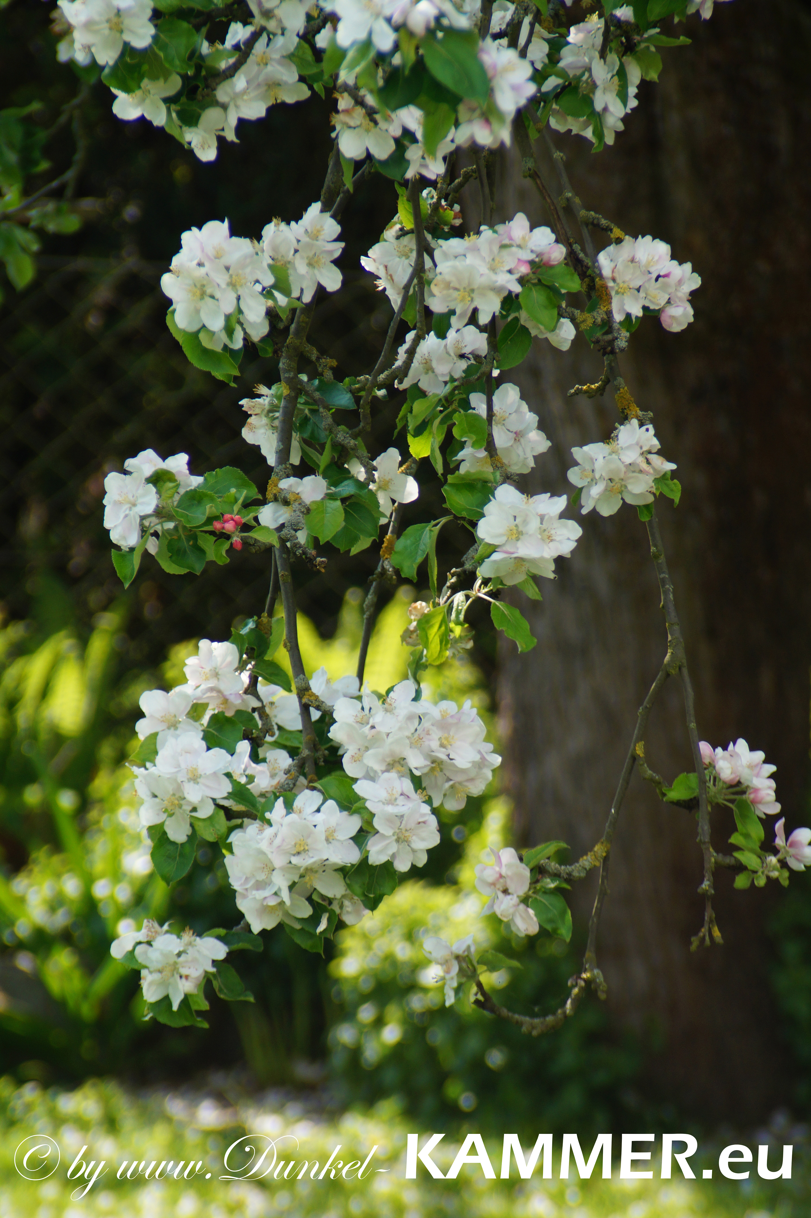 ApfelblÃ¼ten Automatikmodus Sony Alpha 58