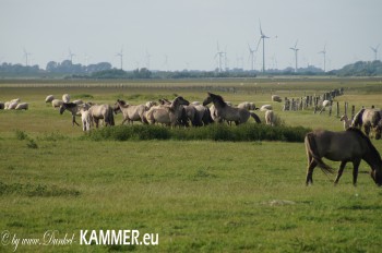 Konikherde