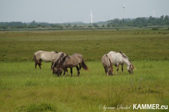 Konik Jungspunde