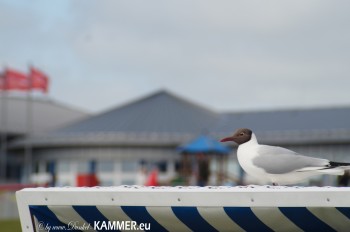 Lachmöwe