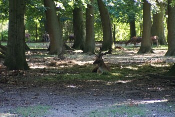 Hirsch
