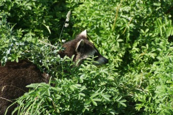 Waschbär